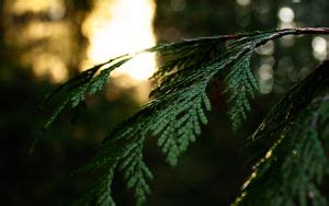 Wallpaper thuja, plant, needles, green hd, picture, image