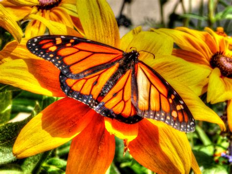 Monarch Butterfly Free Stock Photo - Public Domain Pictures