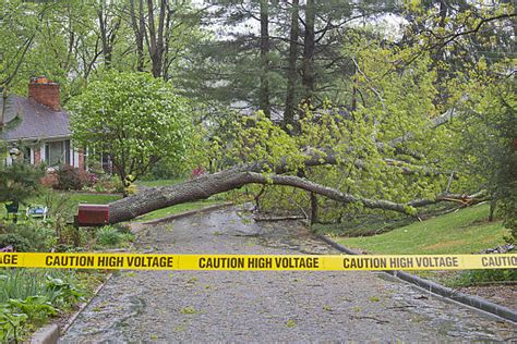 Image result for Tree Falling Hit Power Line