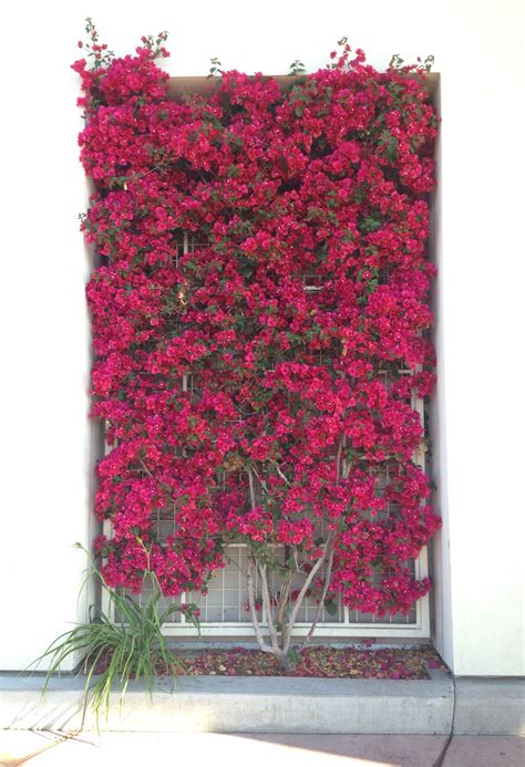 Bougainville trellis. The color is incredible in person. | Diy garden ...