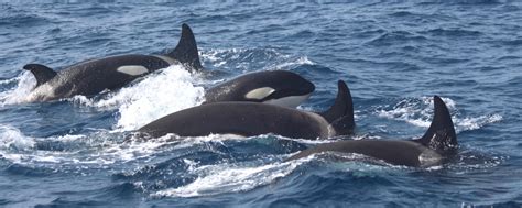 Wale und Delfine mit firmm in Spanien beobachten