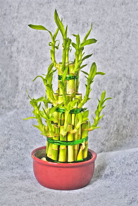 Купить Бамбук комнатный в Минске | teleflora.by