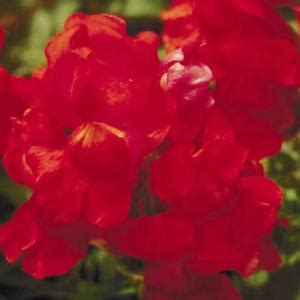 3 prekrasna, a izdrživa kućna cvijeta koja ne možete ubiti – Cvijeće ...