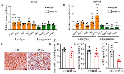 Succinate Enhances Lipolysis and Decreases Adipocytes Size in Both ...
