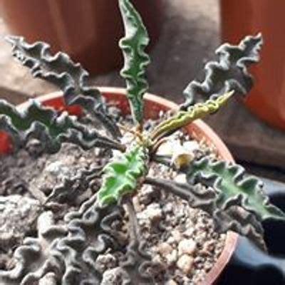 Discover Pinchate Rafaela Events | Tickets & Details | AllEvents