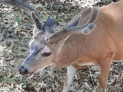 YOSEMITE VALLEY LODGE (Yosemite National Park) - Hotel Reviews, Photos ...