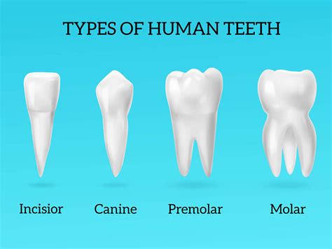 Everything You Need To Know About The All Types Of Teeth In Your Mouth