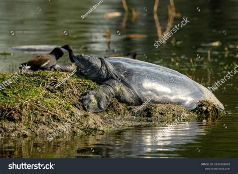 Image result for Round Shell Turtle