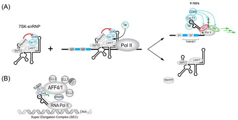 Cat and Mouse: HIV Transcription in Latency, Immune Evasion and Cure ...