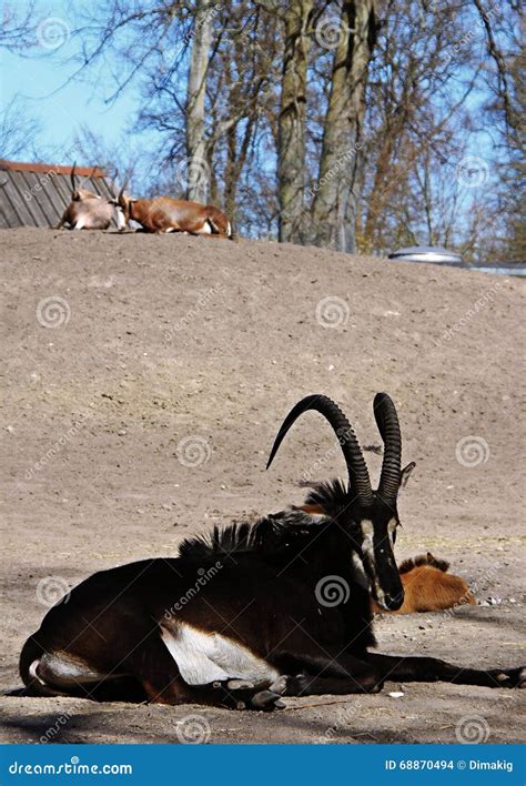 Zoo animals, Denmark stock photo. Image of hoofed, animals - 68870494