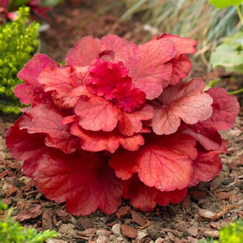 Heuchera 'Fire Alarm' | Coral Bells – Gardeners Dream