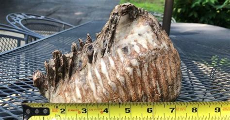 Ohio inn officials say boy discovered woolly mammoth tooth on hotel ...