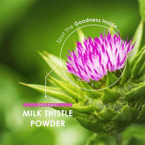 Organic Milk Thistle Powder 150g - Cleansing Silymarin Source - Cold ...