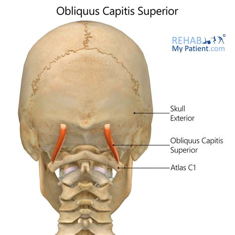 Obliquus Capitis Superior | Rehab My Patient