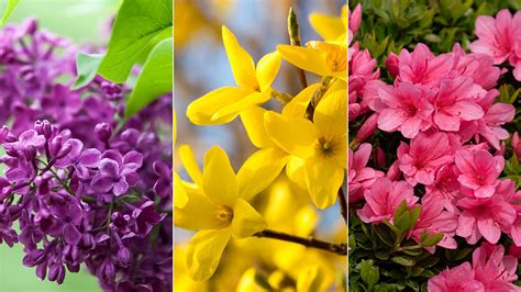Image result for Spring Flower Types