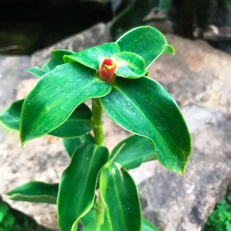 Chamaecostus Cuspidatus Insulin Plant