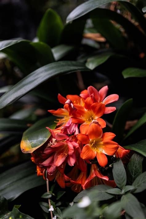 Ott's Exotic Plants Engagement - Lehigh Valley Wedding Photographer