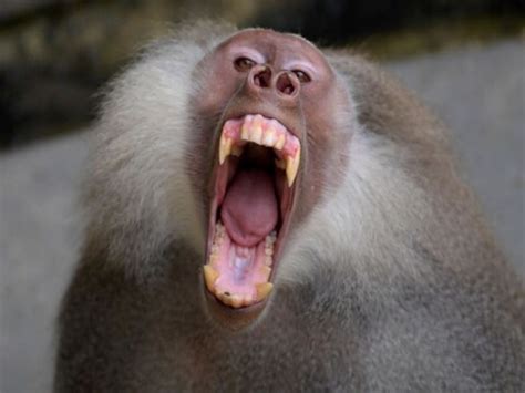 सदी के सबसे भयंकर सूखे से गुजर रहा ये देश, आदमखोर बंदर कर रहे बच्चों का ...