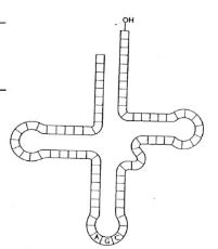 13) Metabolismus a biosyntéza bílkovin a aminokyselin - OrgPad