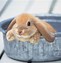 Image result for Black Holland Lop with White Ears