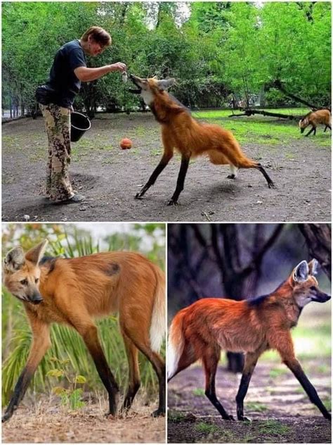 Maned Wolves 的图像结果
