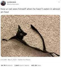 Dramatic Cat - Memes - Worst Jokes Ever