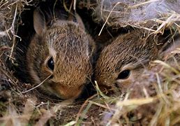 Image result for Bunny Nests in Yard