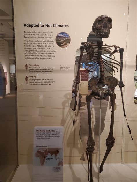 Image result for Evolution Human Body