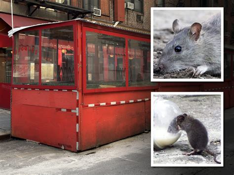 Neighbors Furious Over UES Restaurant's 'Rat-Infested' Dining Shed ...