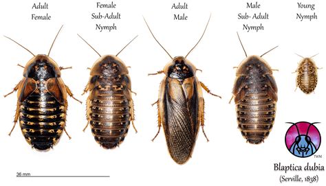 What Temperature Do Dubia Roaches Need To Breed at Karen Spaulding blog