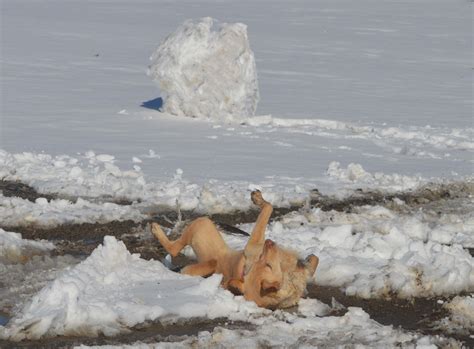 Blog 3 — Lily Lang