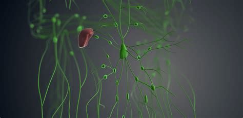 Image result for How Lymphatic System Works