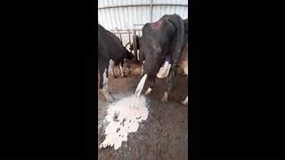 Exploding Cow Abscess 的图像结果