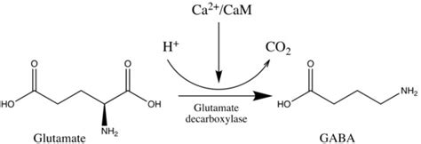 From Plantation to Cup: Changes in Bioactive Compounds during Coffee ...