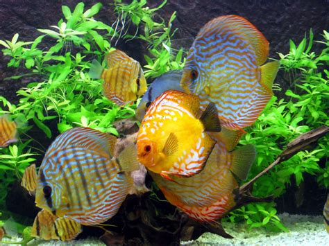 Image result for Discus Tropical Fish