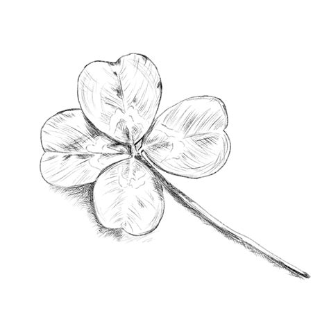 A Picture Of A Four Leaf Clover Drawing - Infoupdate.org