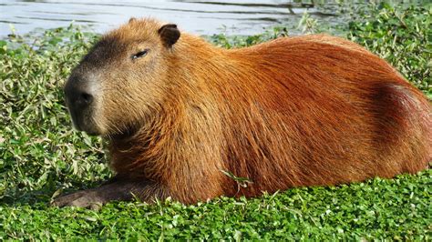 Download A herd of Capybaras taking a nap in the sun | Wallpapers.com
