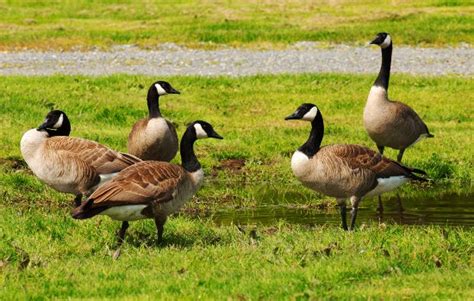 Punjab Duck Tours (Amritsar) - 2022 What to Know Before You Go (with ...