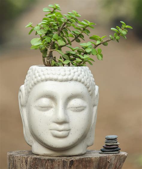 PLANTS CART Ceramic Buddha Planter Pot, White 4 inches : Amazon.in ...