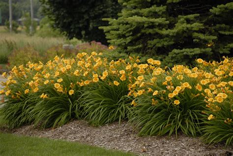 Hemerocallis 'Stella De Oro' - Kiefer Nursery: Trees, Shrubs, Perennials
