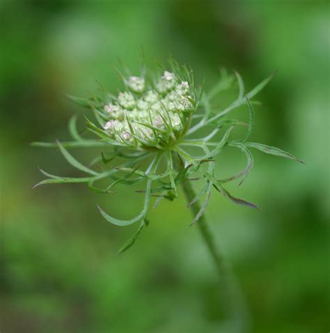 Fern Queen Annes Lace