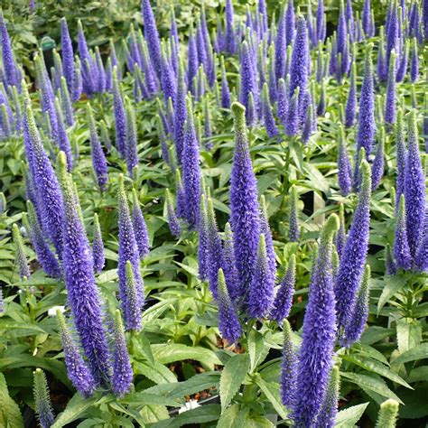 Veronica spicata 'Royal Candles' PP18932 - Qt. – Evergreen Nursery, Inc.