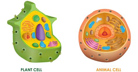 Biology Cell Structure 的图像结果