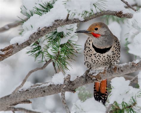 Northern Flicker | Audubon Field Guide