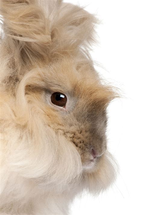 English Angora Rabbit