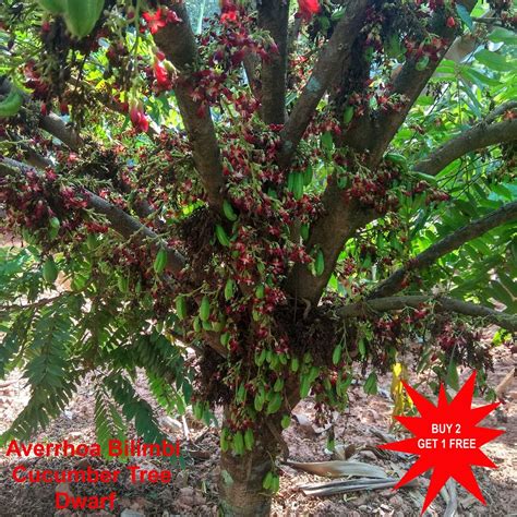 Buy Averrhoa Bilimbi / Cucumber Tree / Tree Sorrel / Bilimbi / Kamias ...