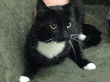 Paw Print: Cat left on Rockaway Animal Clinic doorstep needs home - nj.com