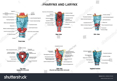 Anatomy Pharynx Larynx Stock Illustration 2080437634 | Shutterstock