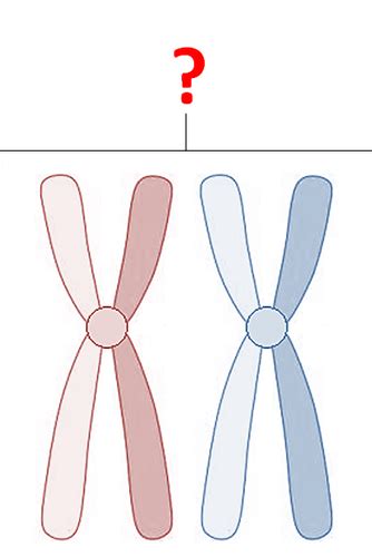 Chapter 1- Structure of Chromosomes Flashcards | Quizlet