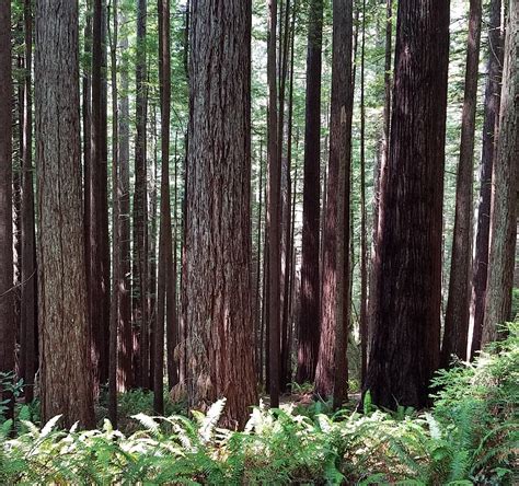 OREGON REDWOOD TRAIL (Brookings): All You Need to Know